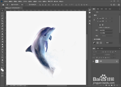 海豚怎么和人结合图片