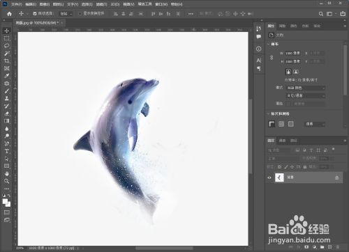 海豚怎么和人结合图片