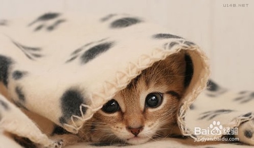 为猫咪打造玩耍天堂