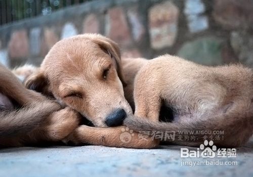 睡觉可让狗狗长寿 百度经验 睡觉可让狗狗长寿 百度经验