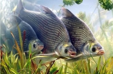 如何进行鳊鱼和团头鲂的成鱼养殖。