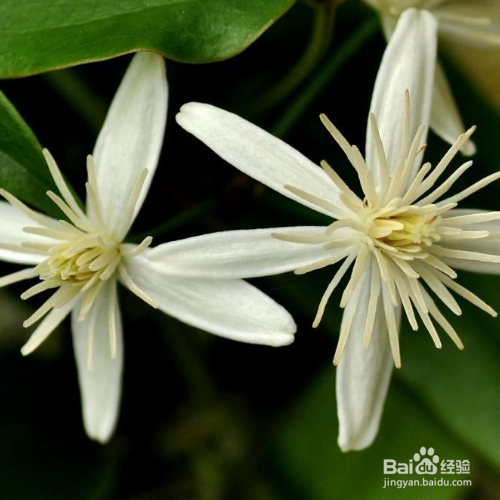 怎么把威灵仙养好?