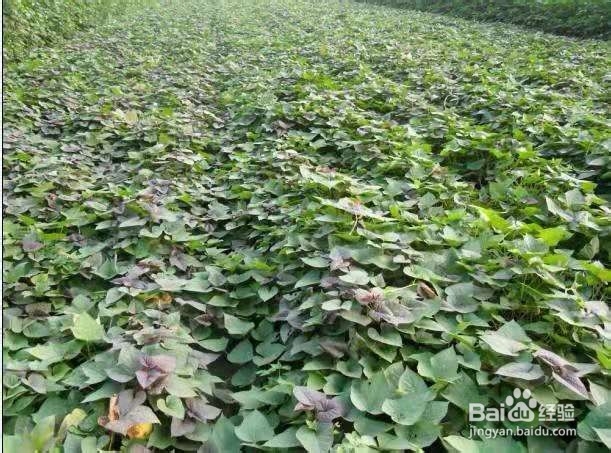 吃红薯有什么注意事项?