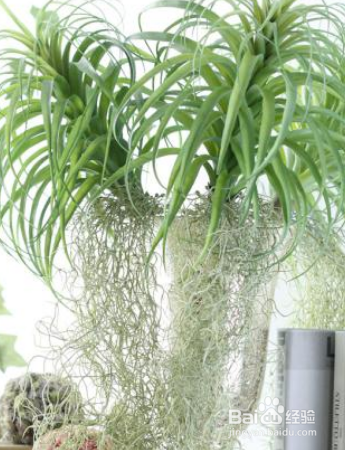 草本植物空气凤梨怎么护理？