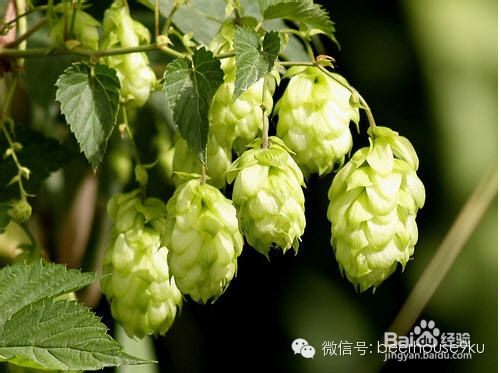 啤酒养发三部曲