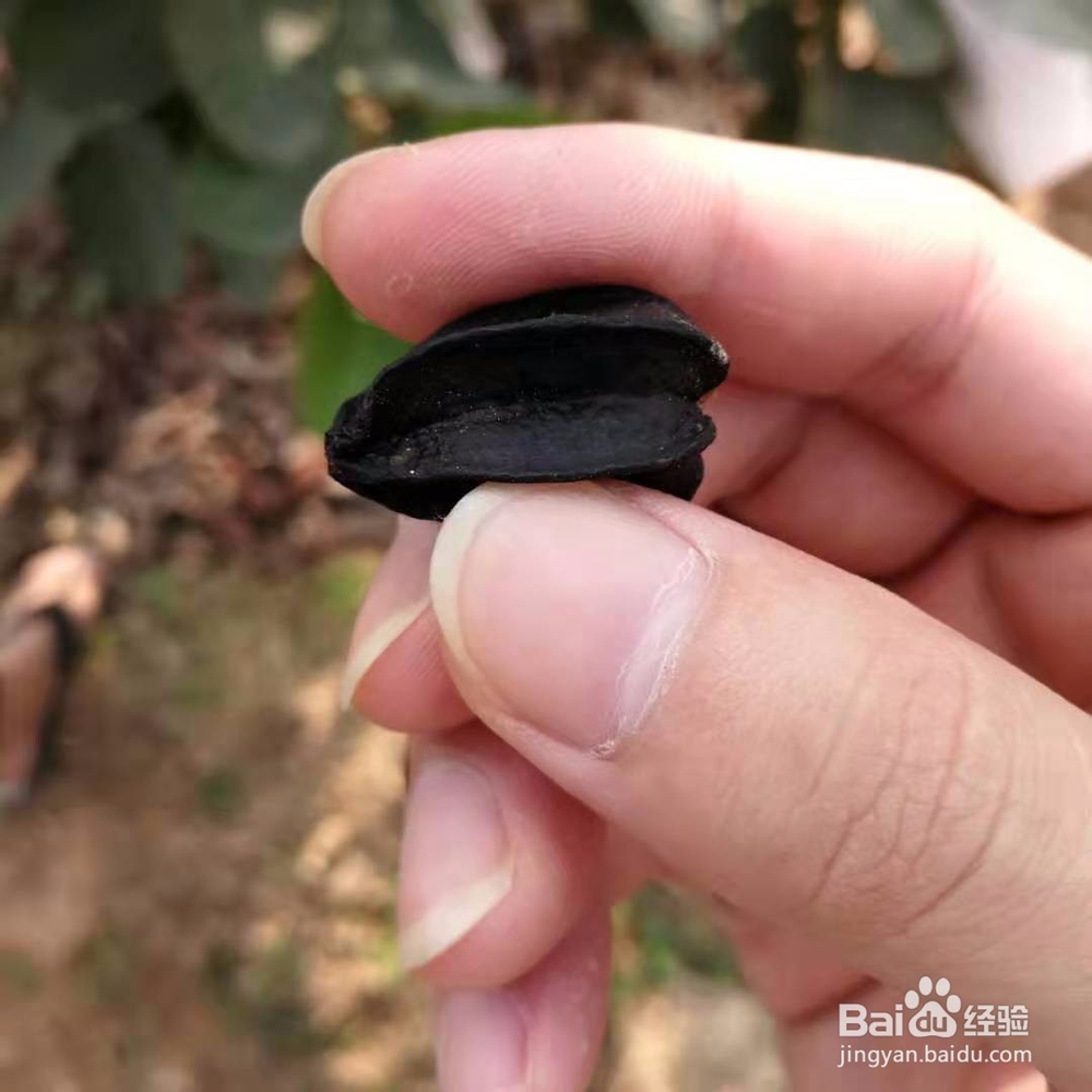 如何防止杨桃等水果被针蜂叮，保证质量