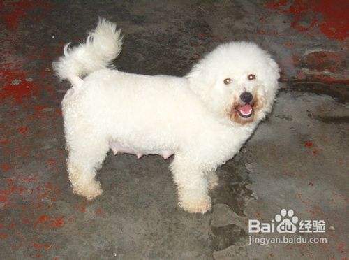 知道爱犬比熊犬有固定的睡眠时间吗 百度经验 知道爱犬比熊犬有固定的睡眠时间吗 百度经验