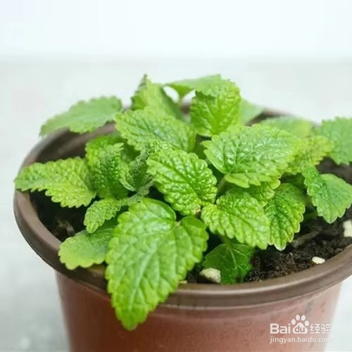 不开花也能散发香味的绿植，很适合阳台养护