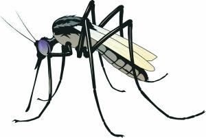 蚊子喜欢什么