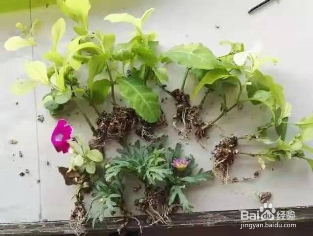 花儿要穷养，丢阳台不管，越少浇水，长得越旺