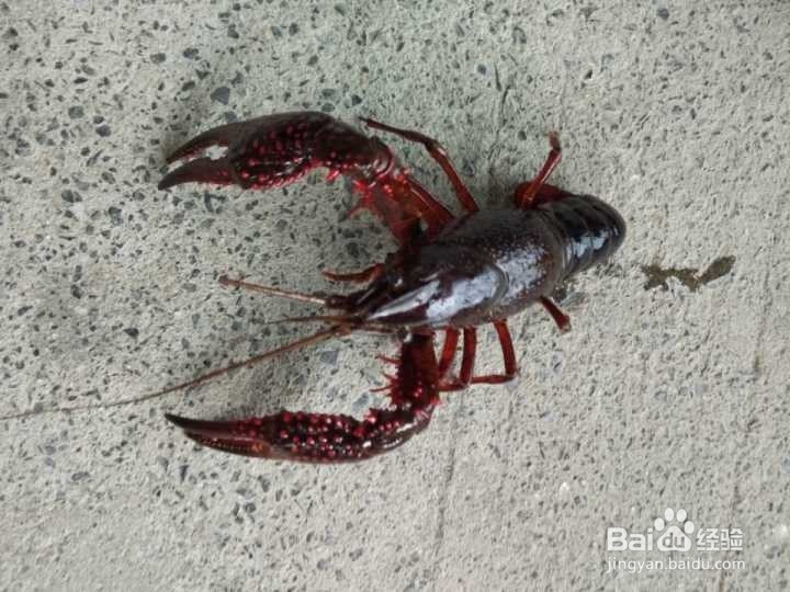 夏天自己买小龙虾做如何处理最干净