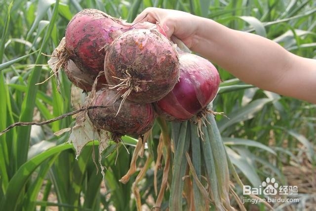 洋葱的功效与作用