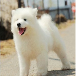 教你如何挑选萨摩耶幼犬