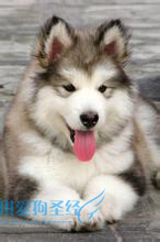 训狗教程:怎样改掉哈士奇乱叫的坏毛病