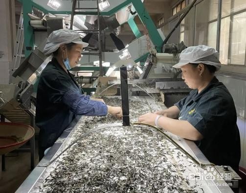 白茶制作加工方法