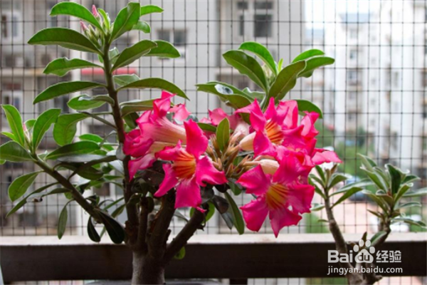 养护沙漠玫瑰要注意些什么，有什么技巧