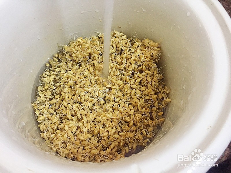 麦芽瘦肉汤怎么做