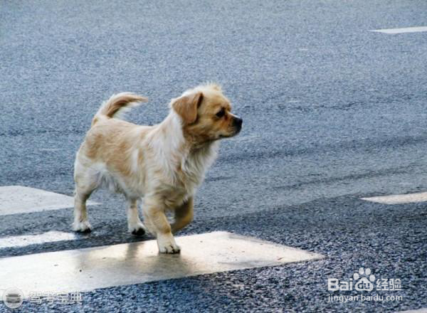 科目三直线行驶,前方突然窜出一只狗,怎么办?