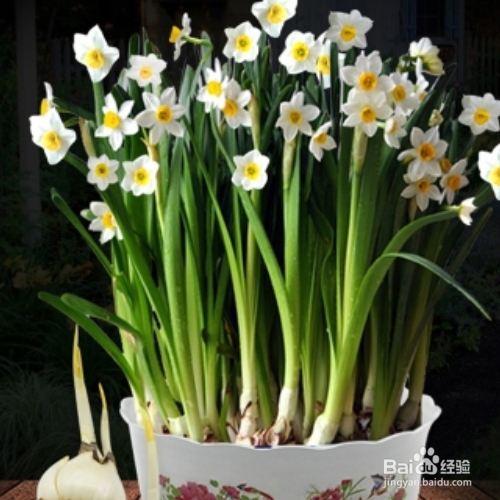 荷兰水仙盆栽怎么种