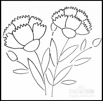 怎样画简笔画（花卉）：[10]康乃馨