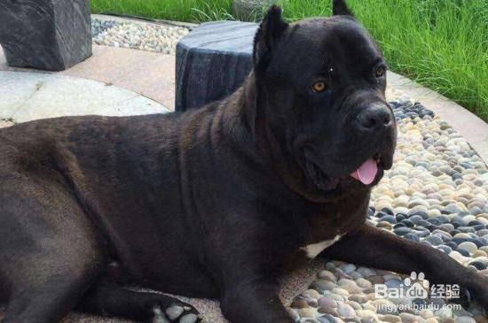 卡斯罗犬怎么看纯不纯种怎么分别