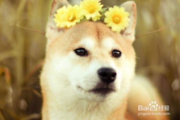 狗狗毛发干燥怎么办