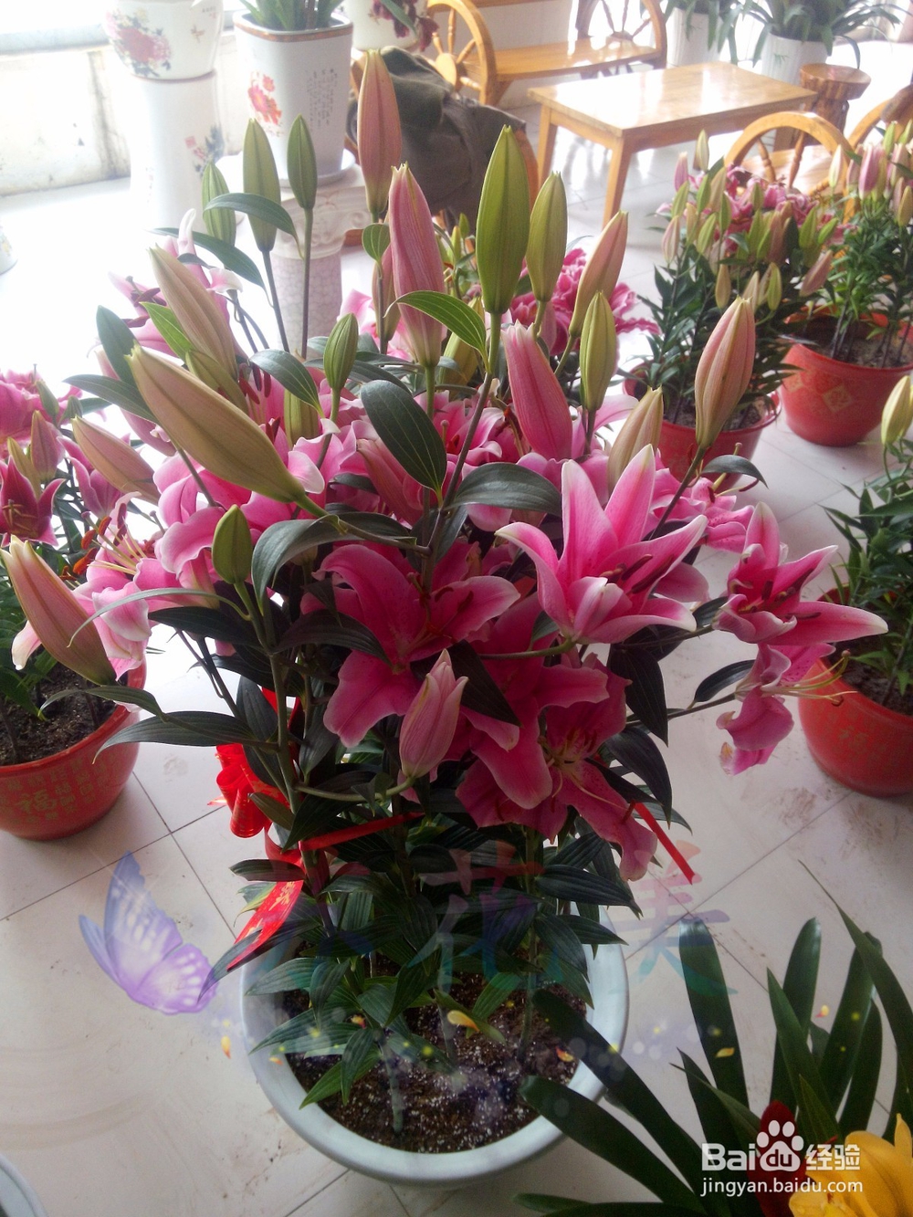 万达花卉市场，赏花卉