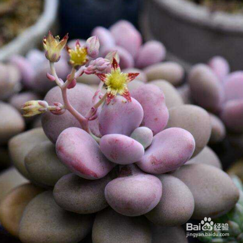 桃美人掉叶子是为什么？