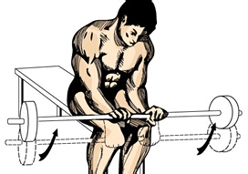 怎样练出完美肌肉：[8]小臂肌肉