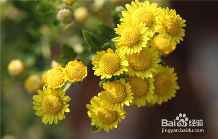 自制控油补水面膜 绝对值得去尝试的补水面膜