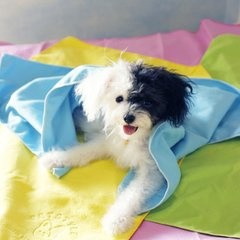 养汪达人是怎样炼成的怎么让自己成为养汪能手
