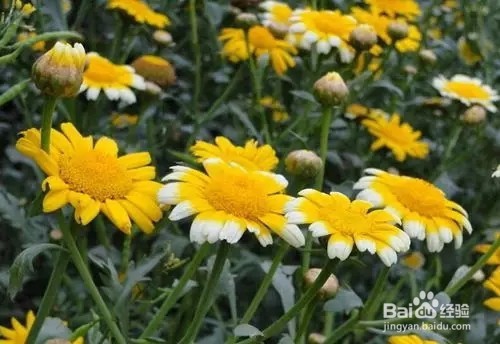 哪道皇帝菜，咱们也应该多吃呢？