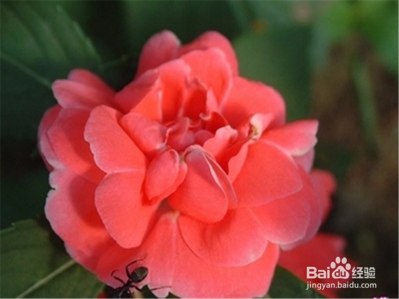 指甲花（凤仙花）染发是否有害？