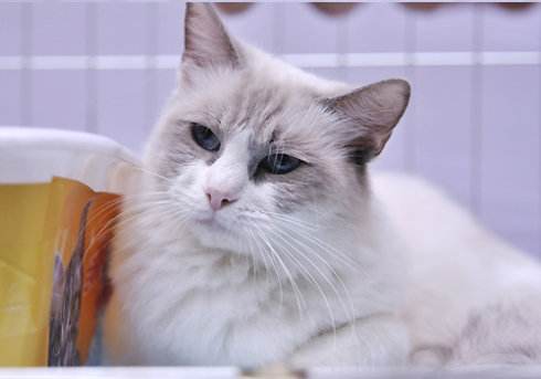 猫会对猫毛过敏吗