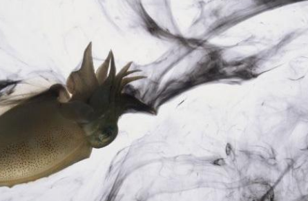 小动物有什么逃跑绝招