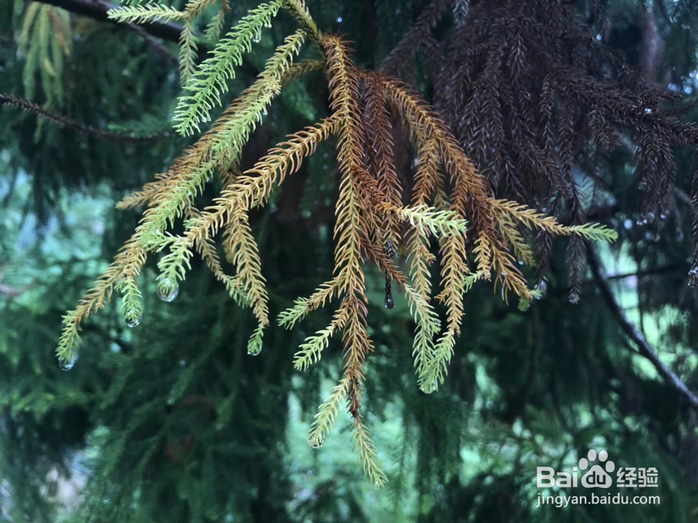 户外旅行，来植物园氧吧吧