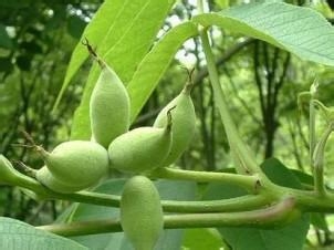 秘验单方 治疗糖尿病