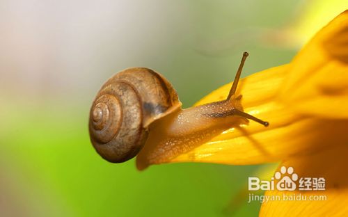 怎样拍摄好昆虫?