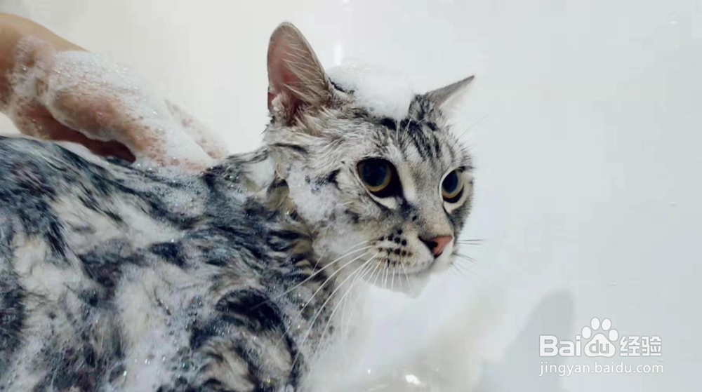 如何正确看待猫猫的应激反应