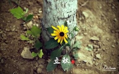 立秋应注意些什么