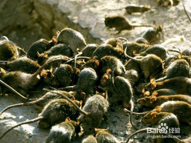 如何驱逐老鼠？