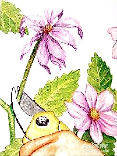 大丽花种植时间和方法