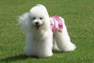 宠物狗出现意外的急救方法