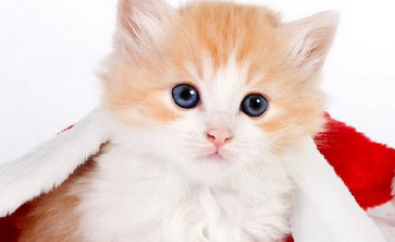 刚出生小猫如何喂养