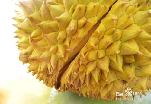 如何挑选好吃榴莲
