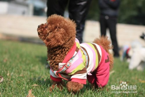 泰迪毛量少怎么办怎么增加泰迪毛量 百度经验