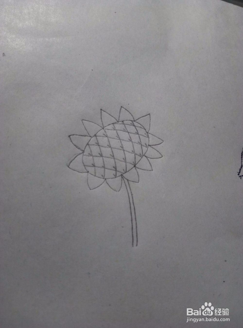 向日葵的简笔画教程