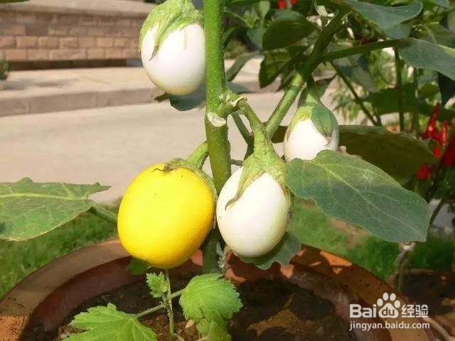 种1盆“观赏菜”，好看又好吃！