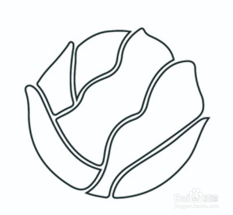 美味可口卷心菜简笔画
