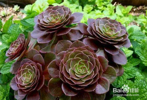 多肉万圣节怎么养